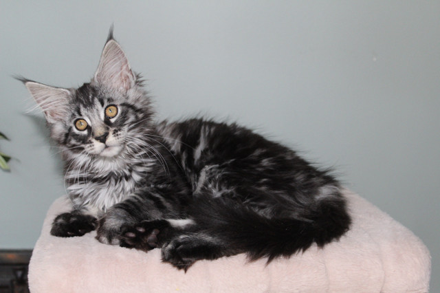*PRICE DROP* XXL European Mainecoon kittens in Cats & Kittens for Rehoming in Moncton - Image 2