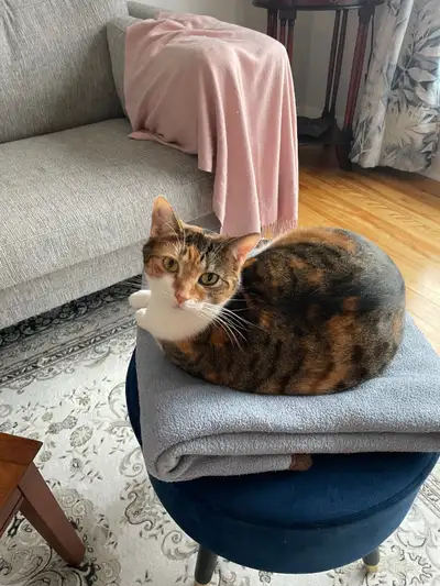 Chatte d’ESPAGNE 4 ans, View more