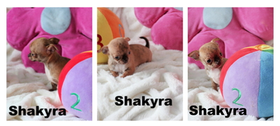 Chihuahua❤Femelle Mini  ❤️100% Garantie.Top Qualité ★★★, View more