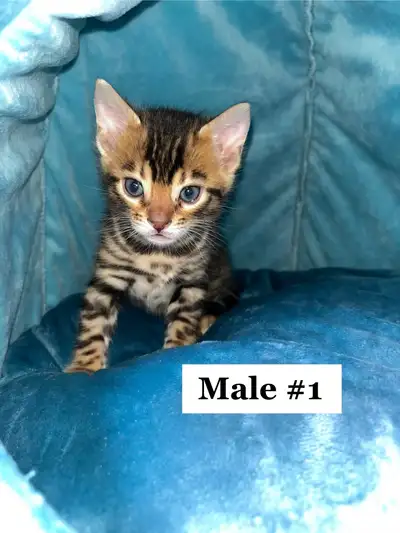 Bengal kittens available to a registered, View more