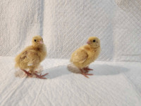 Cortinux quail chicks