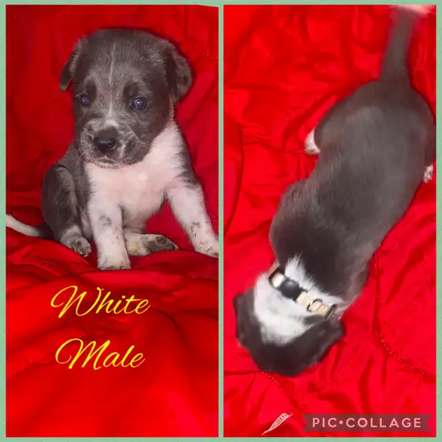 Bullmastiff X GSP in Dogs & Puppies for Rehoming in Moncton - Image 5