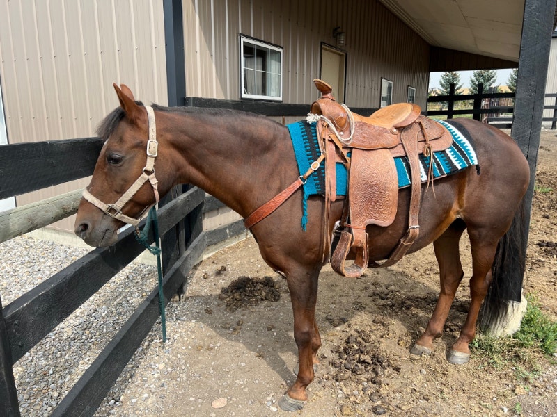 Reduced Quarter Horse Mare 14.2 HH Gentle Okotoks Horses & Ponies for