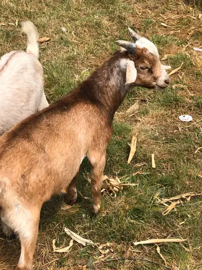 Goat buckling, View more