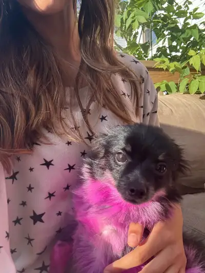 6-Month-Old Purebred Pomeranian Puppy, View more