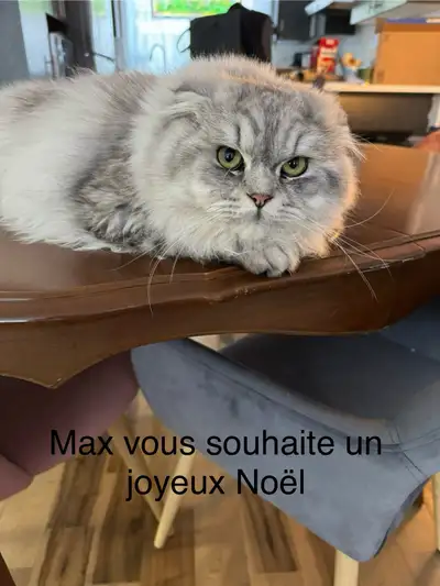 Scottish fold , View more