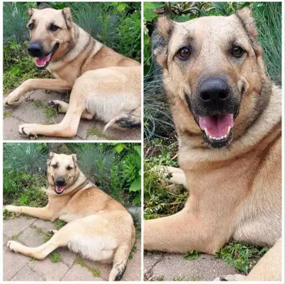 Free dog to good home, unfortunately I can no longer care for my dog due to unfortunate circumstance...