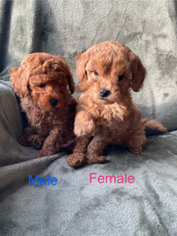 Red Toy Poodle Puppies 