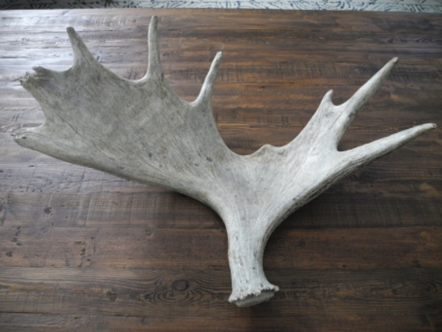 Real Moose Antler in Home Décor & Accents in Strathcona County