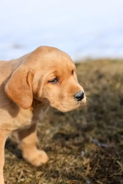 Full blooded Labrador puppies, View more