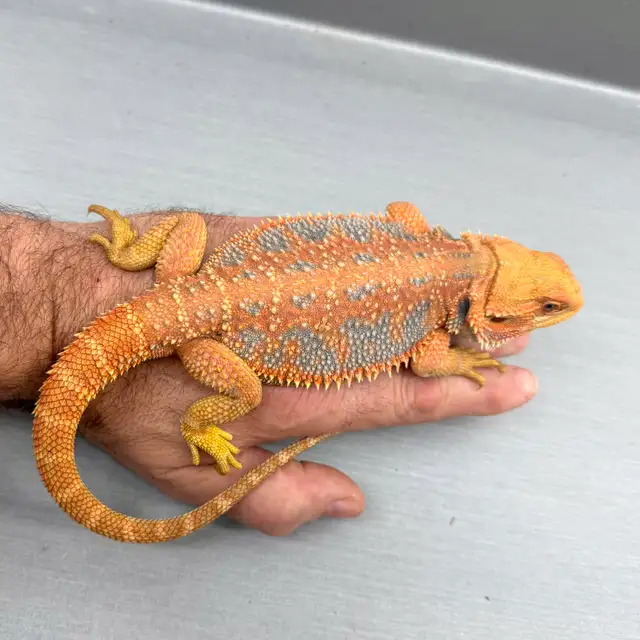Bearded Dragon | Reptiles & Amphibians for Rehoming | Moncton | Free ...