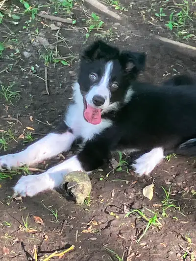 Chiot border collie, View more
