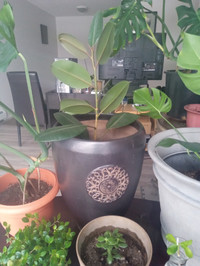 Large Rubber plant in nice pot