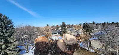 Tree services available edmonton and surrounding areas Tree removal, pruning, planting, storm damage...