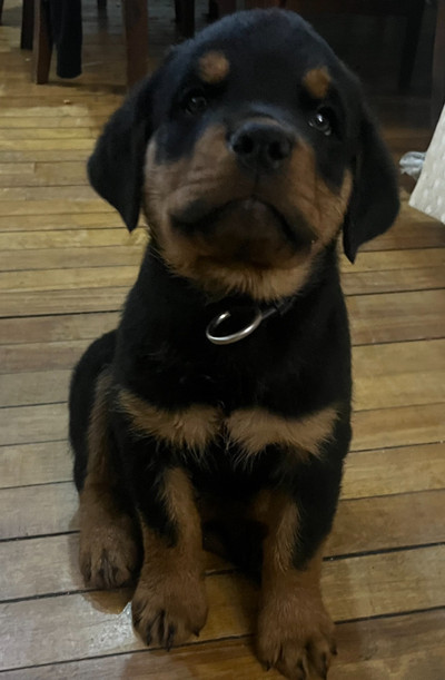 House trained -Last 9 week old Purbred German Rottweiler pup