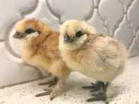 Silkie Rhode Island mix chicks