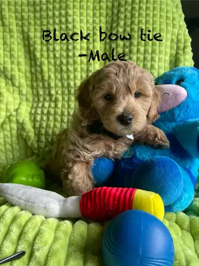 Beautiful F1B cockapoo puppies, View more