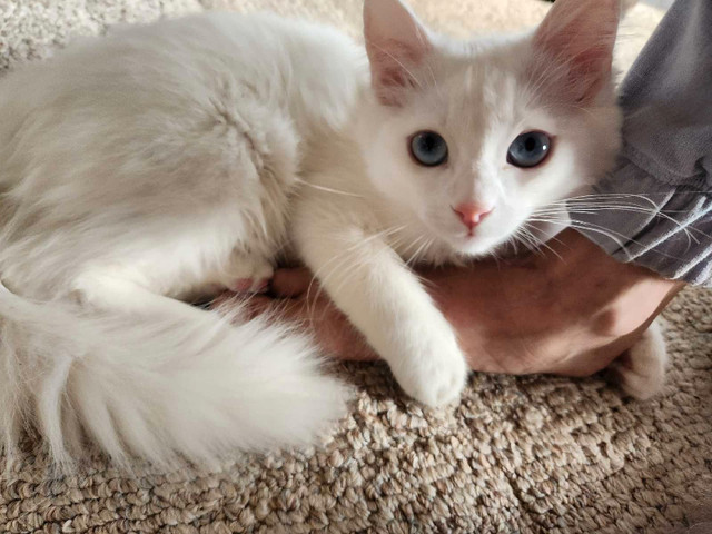 PUREBRED RAGDOLLS in Cats & Kittens for Rehoming in City of Toronto - Image 2