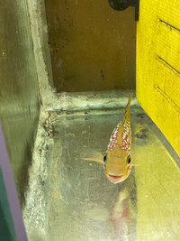 Flowerhorn F1 MoM