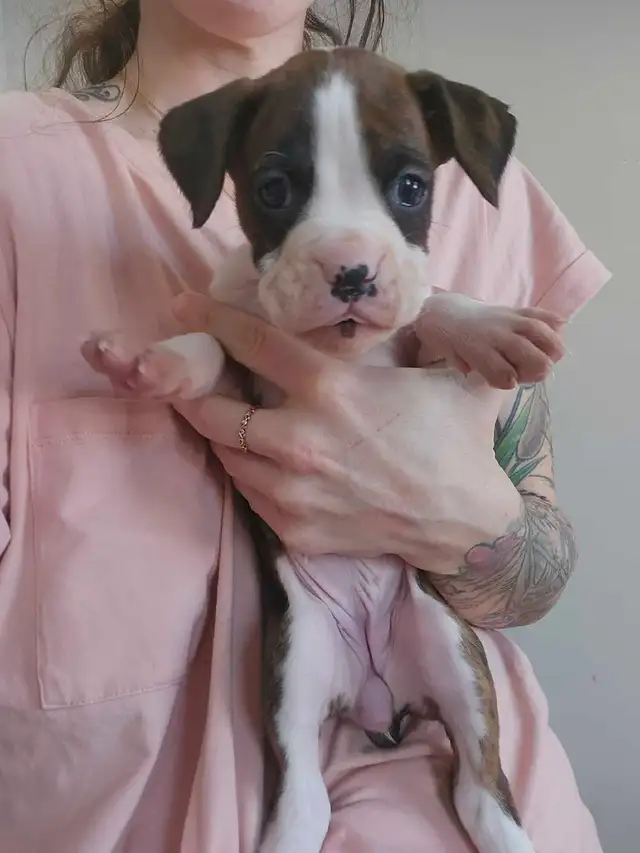 -SOLD- Flashy Brindle Female Boxer Puppy – Ready Now – Last Girl in Dogs & Puppies for Rehoming in Norfolk County - Image 9