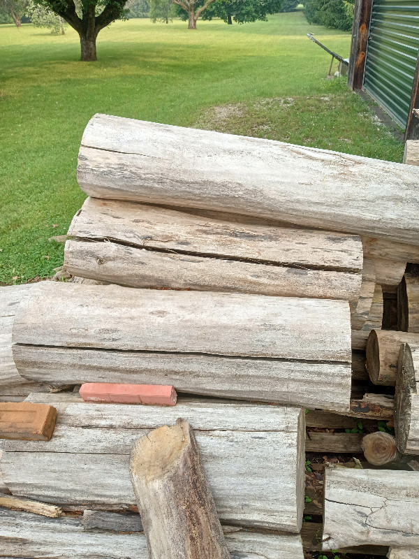 Clean Poplar Logs (firewood) in Plants, Fertilizer & Soil in Hamilton - Image 4