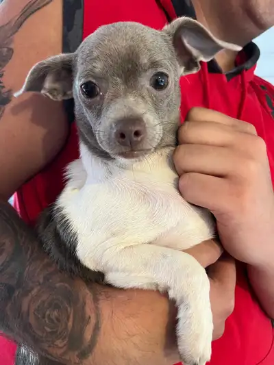 Chiot mâle chihuahua à vendre 400$, View more