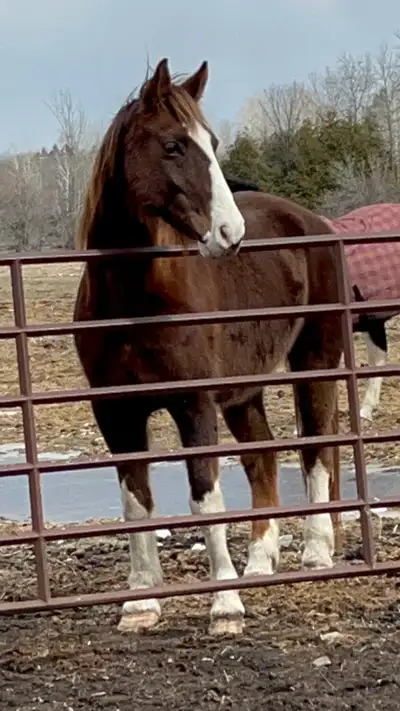 beautiful horse, View more