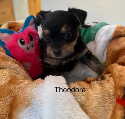 Adorable Yorkie Puppies for Sale! Looking for a lovable new companion? Our sweet Yorkie puppies were...