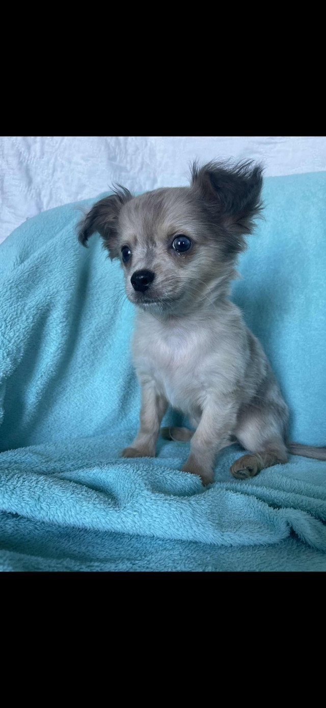 Chihuahua dans Chiens et chiots à adopter  à Ouest de l’Île - Image 2