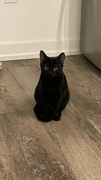 Cat for sale- 6 month female (black) and 1.5 yo male (tuxedo), View more
