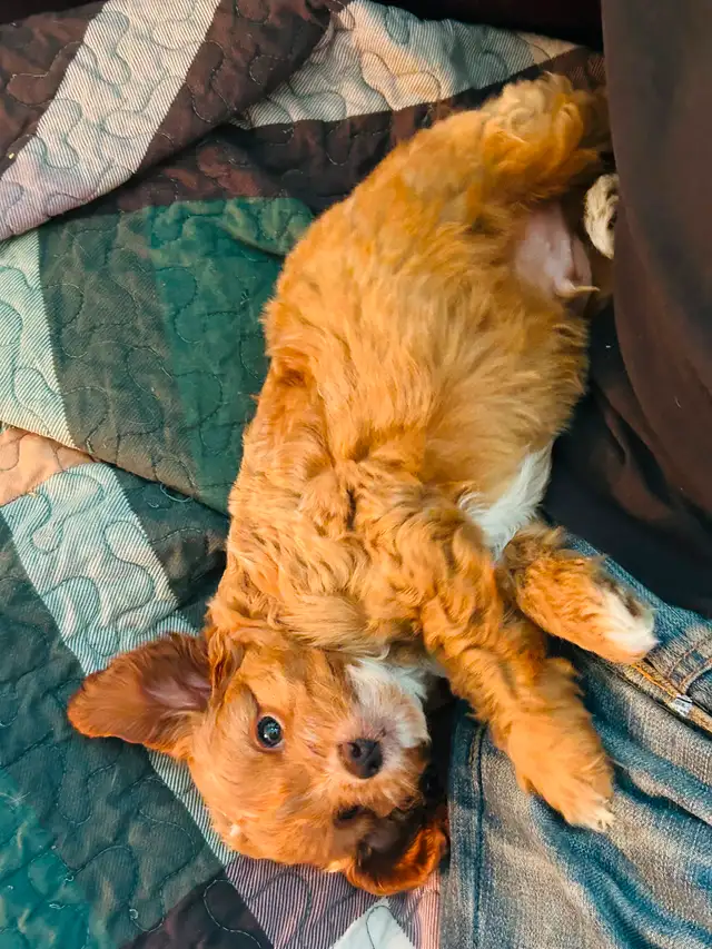 Beautiful Cavapoo Puppies in Dogs & Puppies for Rehoming in Markham / York Region - Image 3