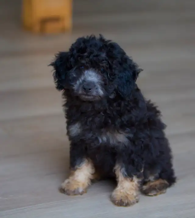 Minis Aussiedoodle F1B ... Adorable in Dogs & Puppies for Rehoming in Drummondville - Image 3