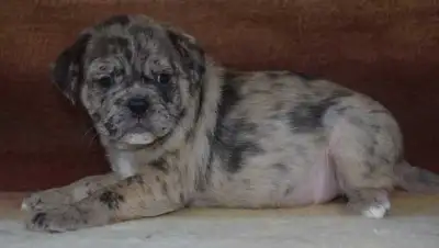 Bulldog X Pug Puppies, View more