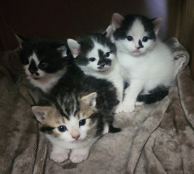 Beautiful fluffy kittens looking for forever homes in Cats & Kittens for Rehoming in Mission - Image 3