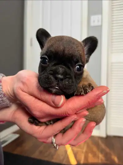 French bulldog puppies, View more