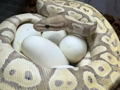 Ball Pythons. , View more