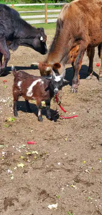 Nigerian dwarf goat buck for sale