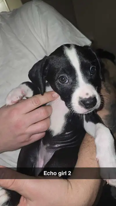 Pupppppies ♡♡, View more