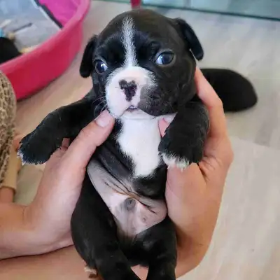 Frenchton puppies, View more