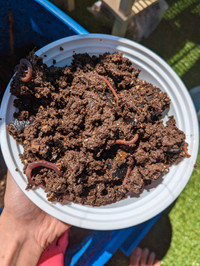 Yaletown Worm Composting (Vermicomposting) Starter Worms