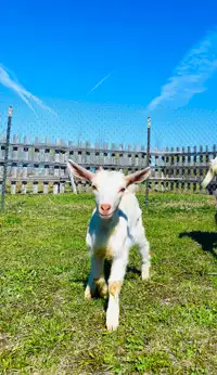 Pending… Saanen Alpine mix Goat Kids 