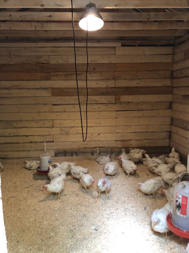 Farm fresh chicken for sale in Livestock in Fredericton - Image 3