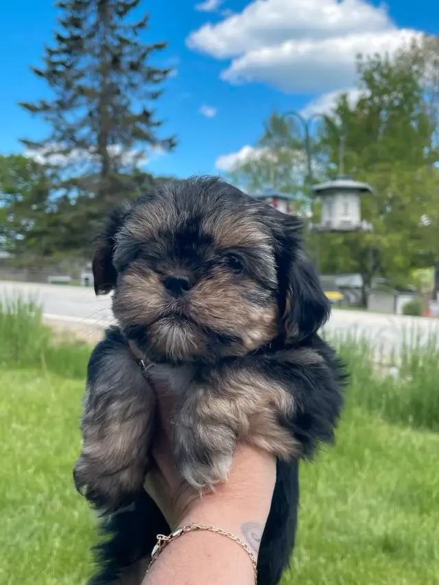 Shih tuz males in Dogs & Puppies for Rehoming in Gatineau - Image 4