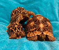 Proven Breeding Trio of Indian Star Tortoises