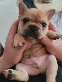 The Cutest Frenchie Tater