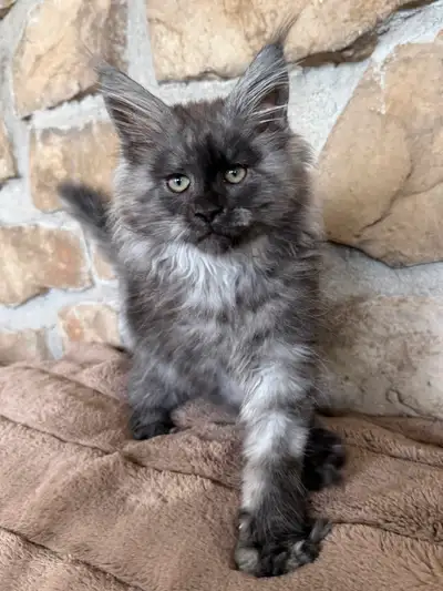 Magnifique mâle Maine Coon pure race enregistré Tica prêt à rejoindre sa nouvelle famille. Il a un s...