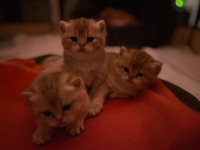 British gold shorthair kittens 