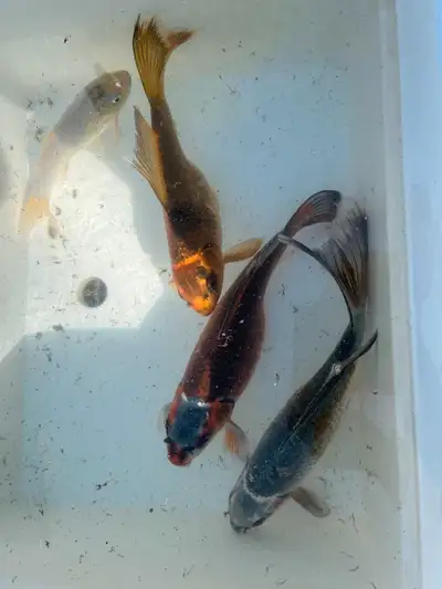 Last for the season left. Two large 15-16" butterfly koi at $175.00 each and one 7-8" white,yellow a...