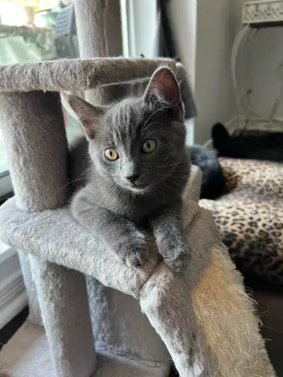 Kittens ready for their forever home, View more