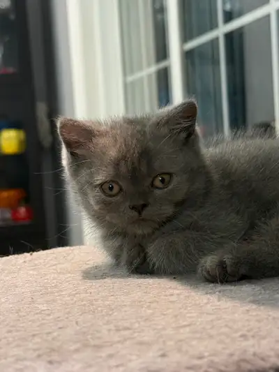 Scottish Kitten, View more